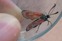 Zygaena loti