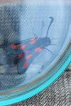 Zygaena sarpedon