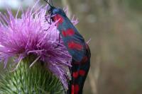 Zygaena filipendulae