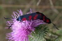 Zygaena filipendulae