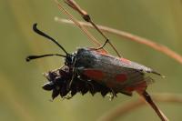 Zygaena loti