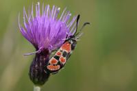 Zygaena carniolica