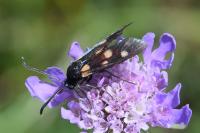 Zygaena ephialtes