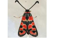 Zygaena fausta