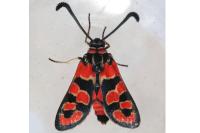 Zygaena fausta