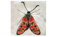 Zygaena carniolica