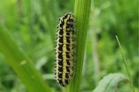 Zygaena trifolii