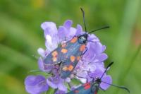 Zygaena transalpina