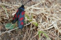 Zygaena trifolii