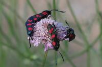 Zygaena filipendulae/transalpina
