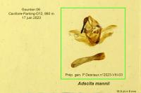 Adscita mannii