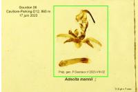 Adscita mannii