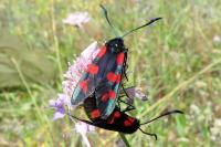 Zygaena filipendulae