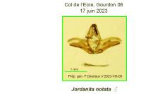 Jordanita notata