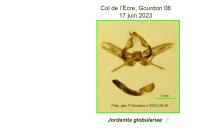 Jordanita globulariae
