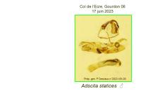 Adscita statices