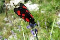 Zygaena loti
