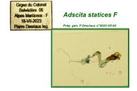 Adscita statices