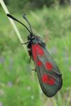 Zygaena loti
