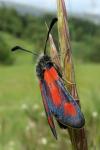 Zygaena sarpedon