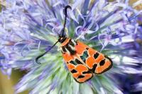 Zygaena fausta