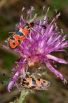 Zygaena fausta