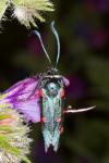Zygaena lavandulae