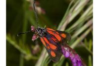 Zygaena romeo