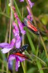 Zygaena romeo