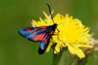 Zygaena lonicerae
