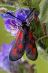 Zygaena loti