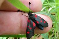 Zygaena filipendulae