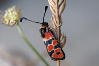 Zygaena fausta