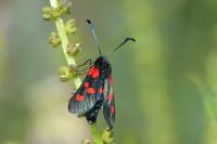 Zygaena trifolii