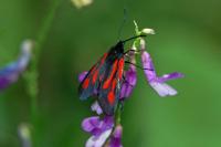 Zygaena osterodensis