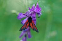 Zygaena osterodensis
