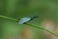 Adscita geryon