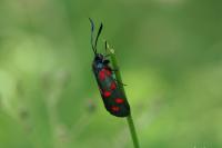 Zygaena filipendulae