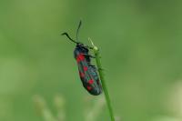 Zygaena filipendulae