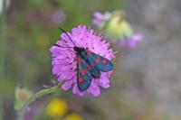 Zygaena lonicerae