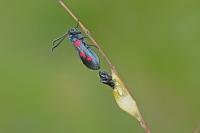 Zygaena lonicerae