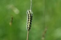 Zygaena