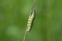 Zygaena