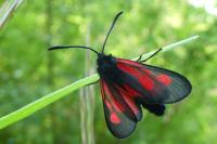 Zygaena nevadensis gallica