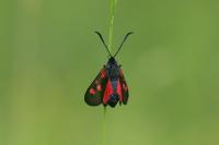 Zygaena lonicerae