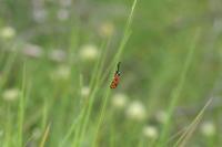 Zygaena hilaris chrysophaea