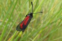 Zygaena minos/purpuralis