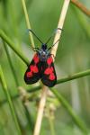 Zygaena trifolii