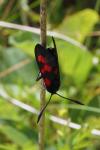 Zygaena trifolii