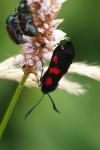 Zygaena trifolii